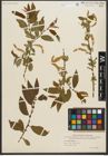 Foto von Salix triandra L.